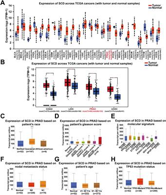 Comprehensive analysis of stearoyl-coenzyme A desaturase in prostate adenocarcinoma: insights into gene expression, immune microenvironment and tumor progression